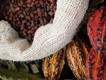 Cocoa pods and cocoa beans in sack